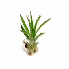 T&M Airplant Brachycaulose