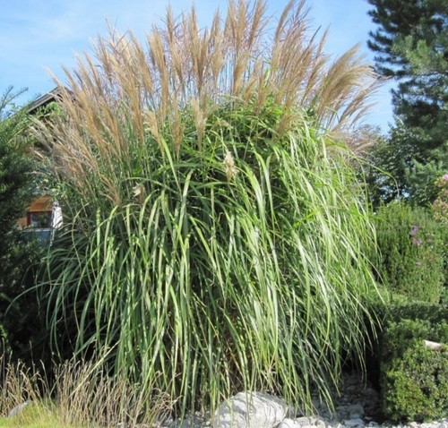 Giant elephant grass - giant,
