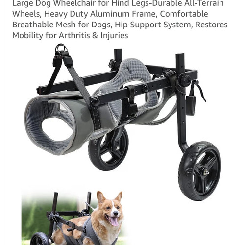 Medium large dog hind leg - dog,