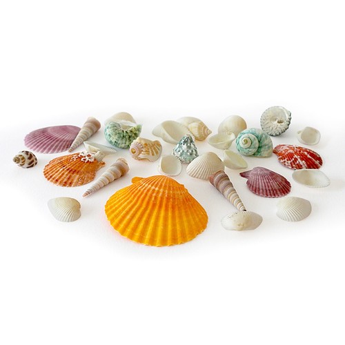 Mixed seashells approx 50pcs - mixed, approx.