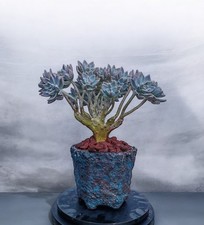 X2 ROOTED leaves graptopelatum