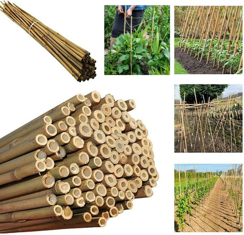 Strong bamboo canes - 20,