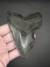 Megalodon Shark Tooth Fossil