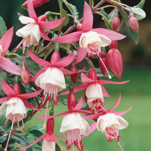Fuchsia alice hoffman hardy - fuchsia,