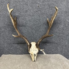 Fallow Buck Deer Skull