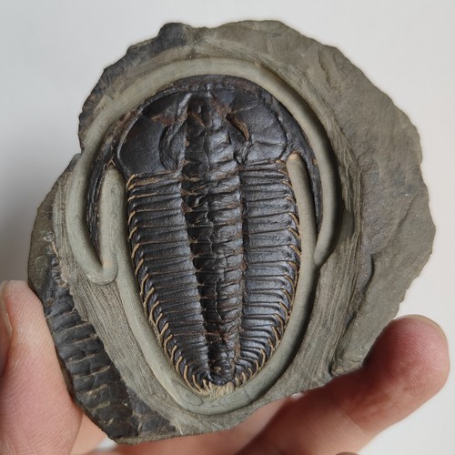 Trilobite fossil natural - trilobite,