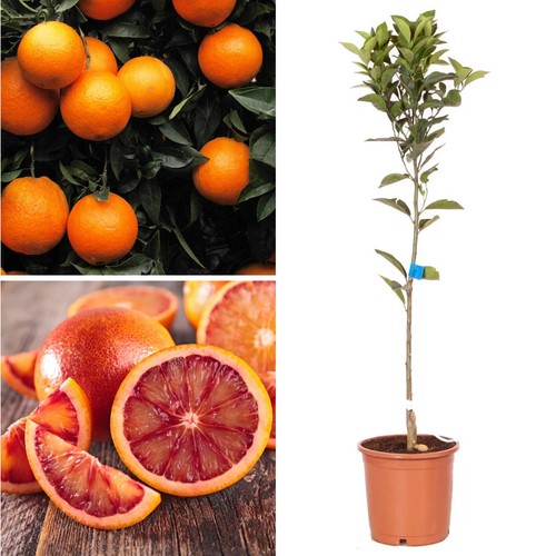 Citrus blood orange - citrus,
