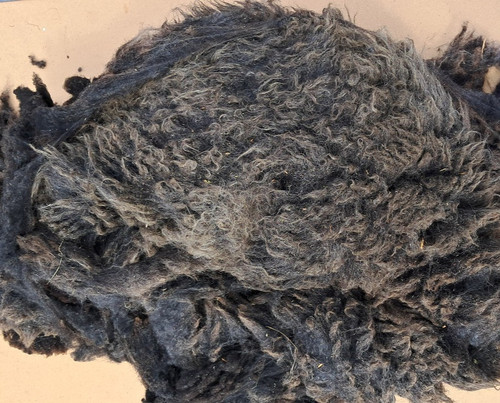 Shetland sheep fleece 100g - ,