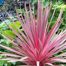 Cordyline australis Charlie Boy - Pink Cordyline - Plant in 2 L Pot