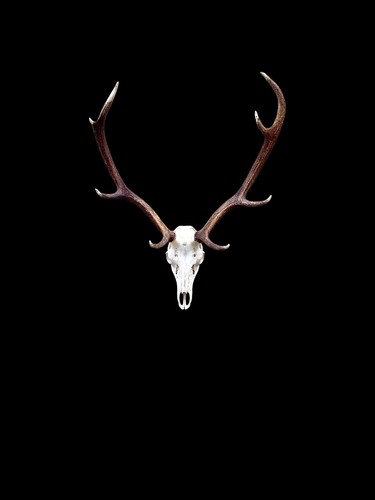 Red deer stag taxidermy - red,