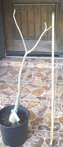 Adenium desert rose somalense - adenium,