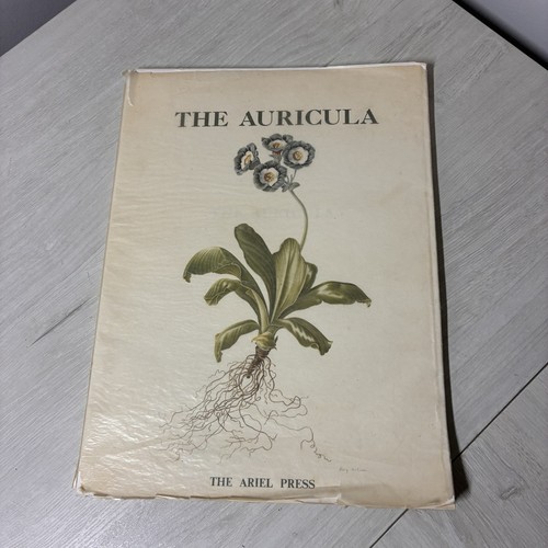 The auricula oscar moreton - auricula,