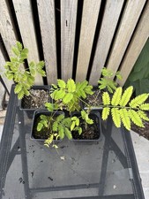 Albizia julibrissin silk - albizia,