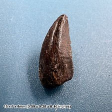 GENUINE Raptor Dinosaur Tooth