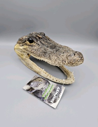 Skulls bones taxidermy - skulls,, bones,