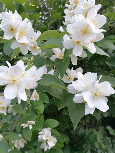 Hardy bare root - bare, philadelphus