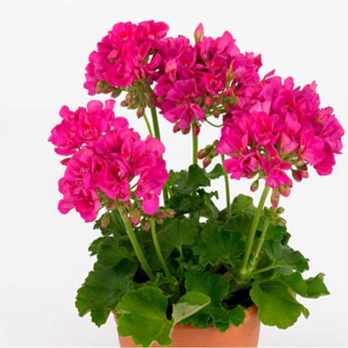 Geranium zonal sunrise - geranium,