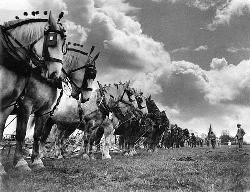 Diss district ploughing - diss,