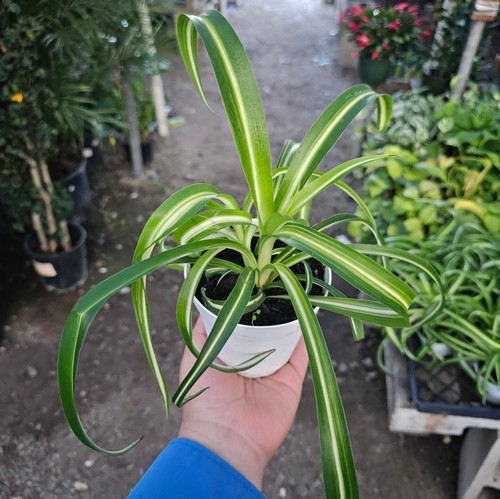 Bonnie curly spider - bonnie,