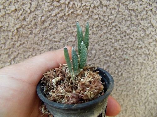Rare dendrobium cucumerinum - rare,