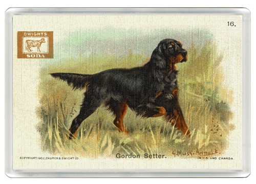 Gorden setter dog fridge - gorden,