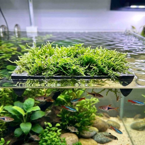Floating aquarium java moss - aquarium,