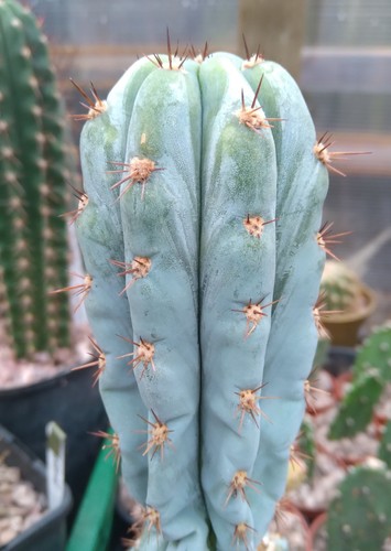 Sharxx blue cactus - "sharxx, cutting