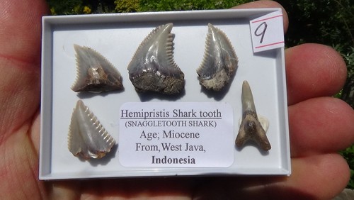 Sellection of hemi shark - of,