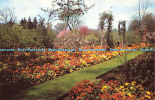 R567012 Savill Garden Windsor Great Park Beds of Polyanthus in early Spring Cotm