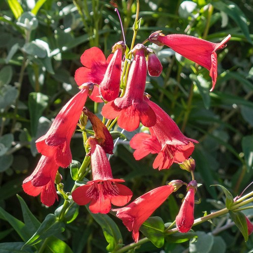 Penstemon windsor red hardy - red,
