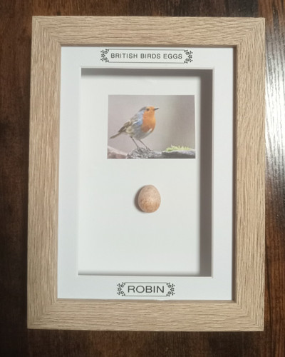 Framed british birds eggs - framed,