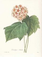 Dombeya ameliae - Hydrangea FACSIMILE Redoute 1833