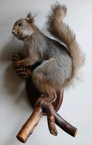 Vtg full body taxidermy - vtg,