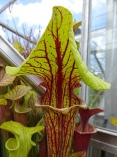 Sarracenia Flava v. Ornata
