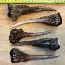 Deer Antlers x 5.  Wild U.K