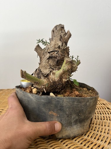 Olive bonsai same - olive, pictured