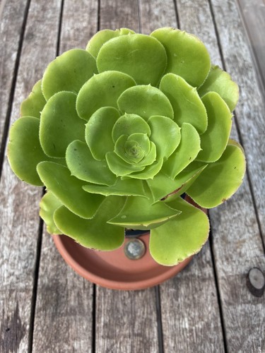 Aeonium magnificum rare - -,