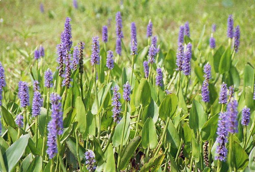 Pickerel weed pontederia - weed,