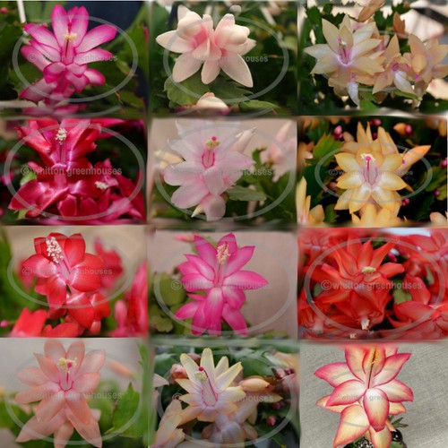 Thanksgiving christmas cactus - thanksgiving/christmas,