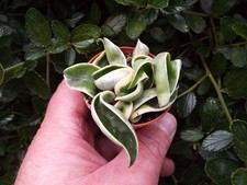 Hoya carnosa Compacta variegated