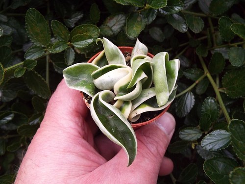 Hoya carnosa compacta - hoya,
