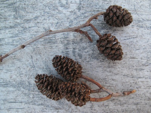 100 alder cones twigs - on,