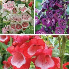 T&M Penstemon Ice Cream