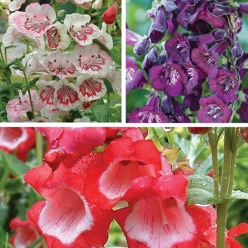 Penstemon ice cream - t&m,
