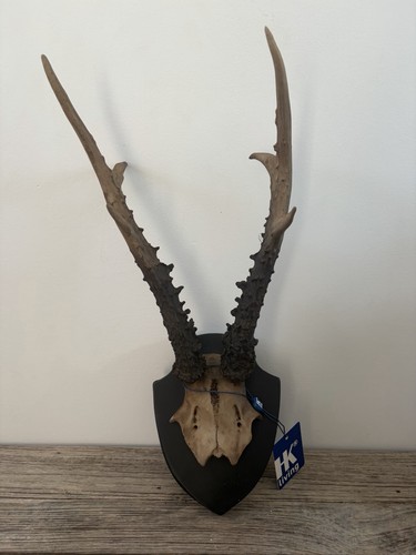 New hkliving mounted antlers - hkliving,