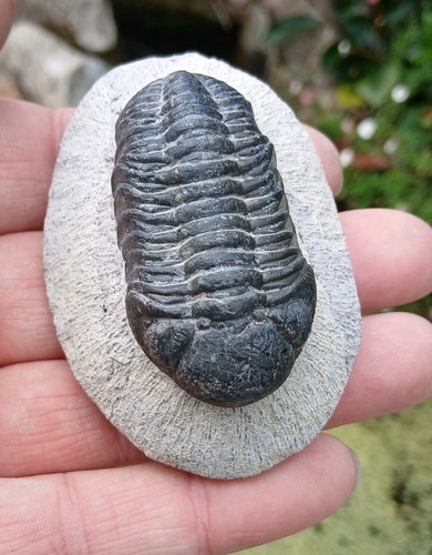 Fossil trilobite phacops - fossil,