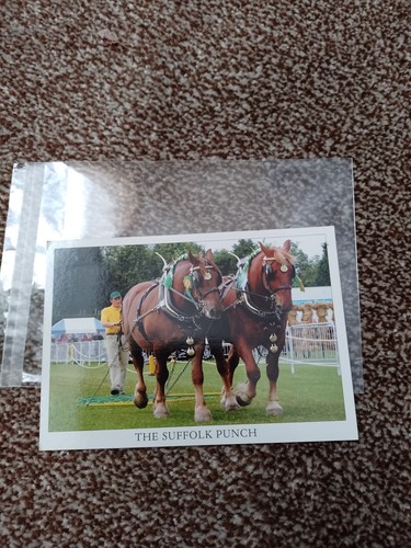 The suffolk punch salmon ltd - the,