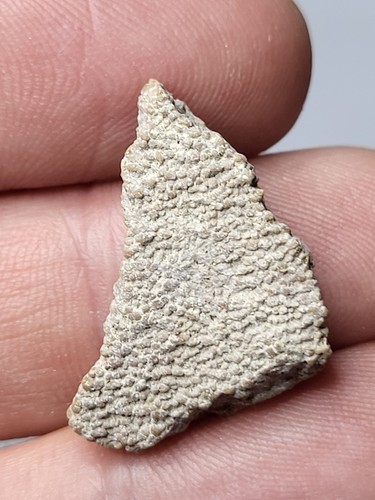 Saltasaurus egg shell sauropod - saltasaurus,