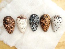 Replica Great Auk Eggs