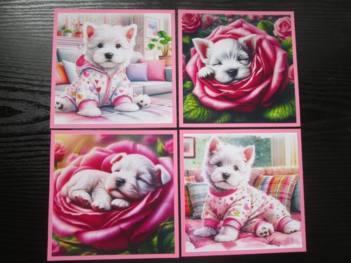 Cutie white highland - ,